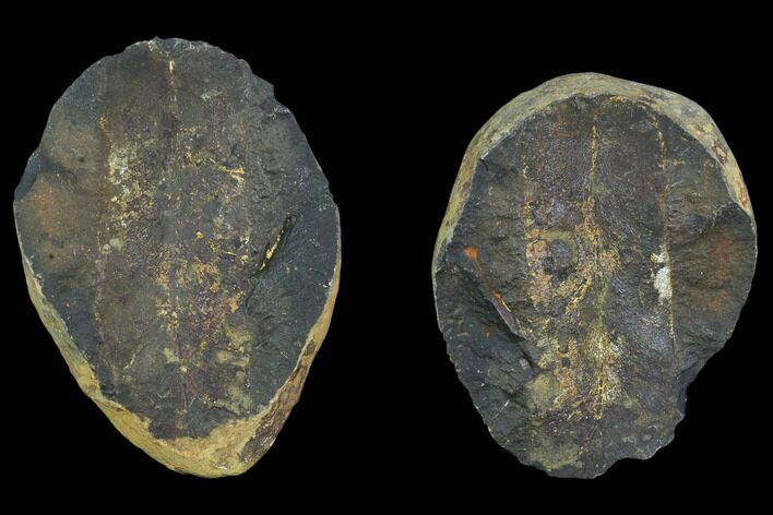 Fossil Neuropteris Seed Fern (Pos/Neg) - Mazon Creek #106052